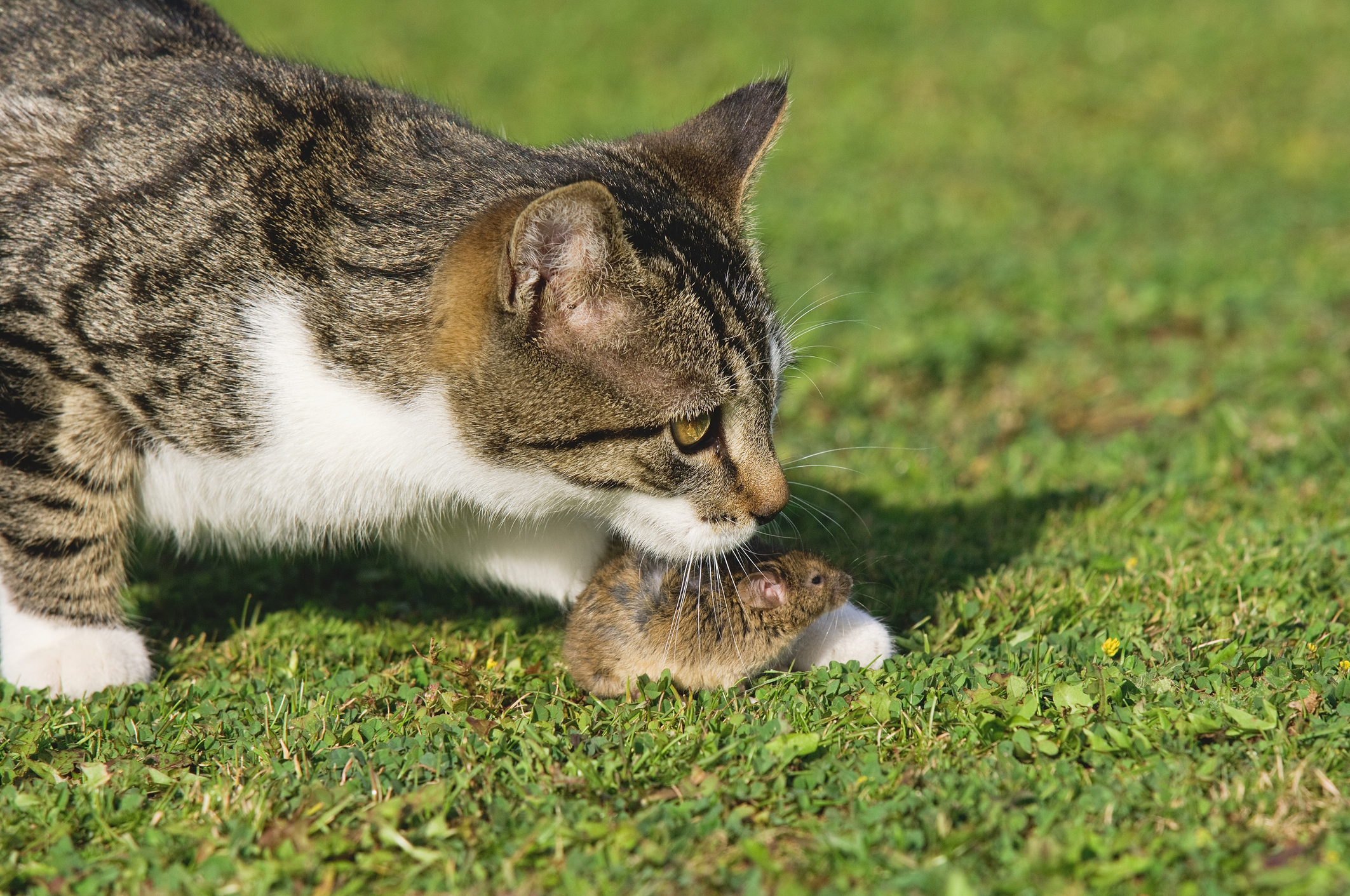 What Birds Eat Kittens? The Truth About Feline Predators