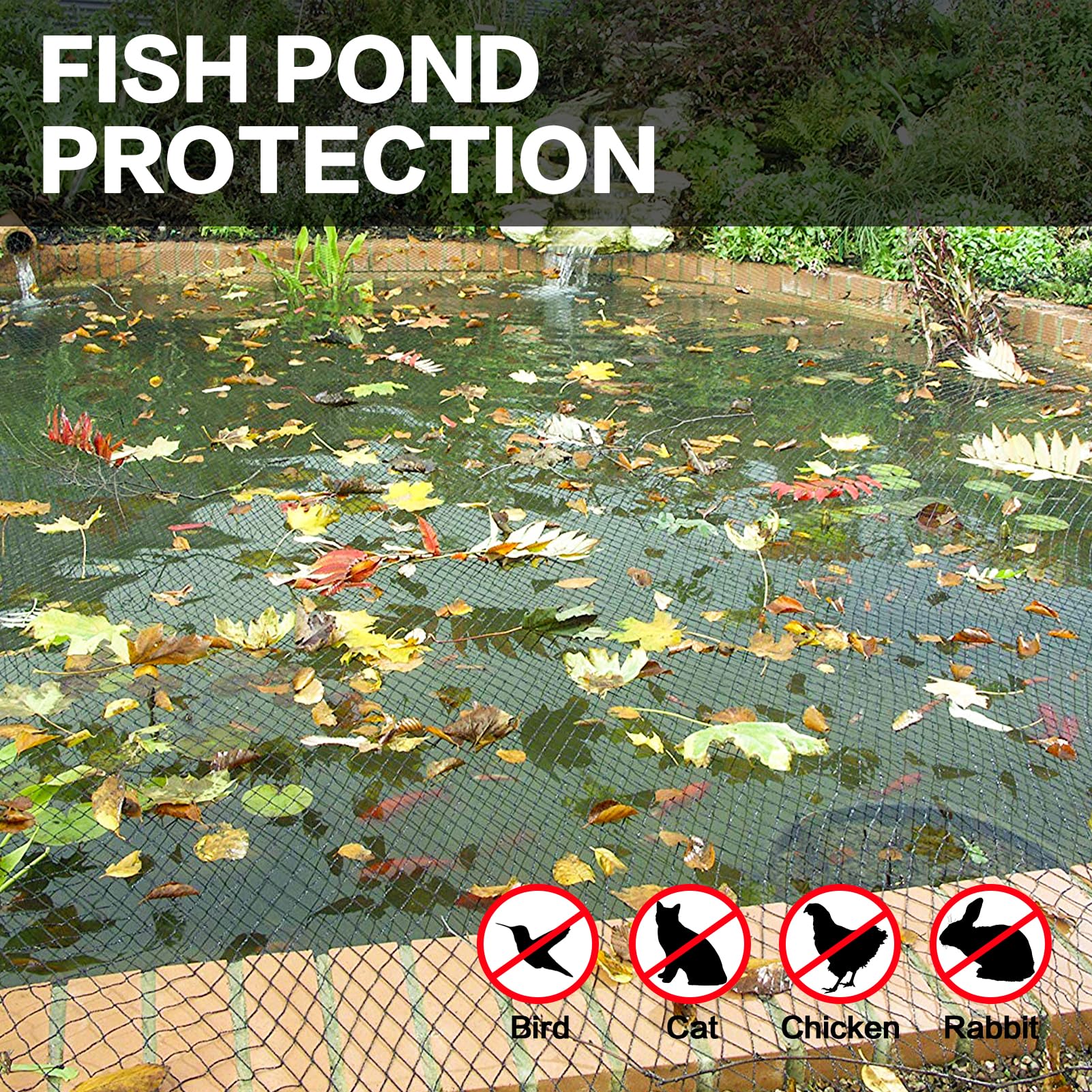 What Birds Eat Koi Fish And How To Protect Your Pond