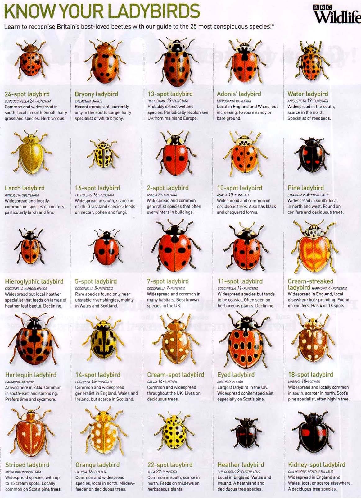 Do Birds Eat Ladybugs? A Guide To Garden Predators