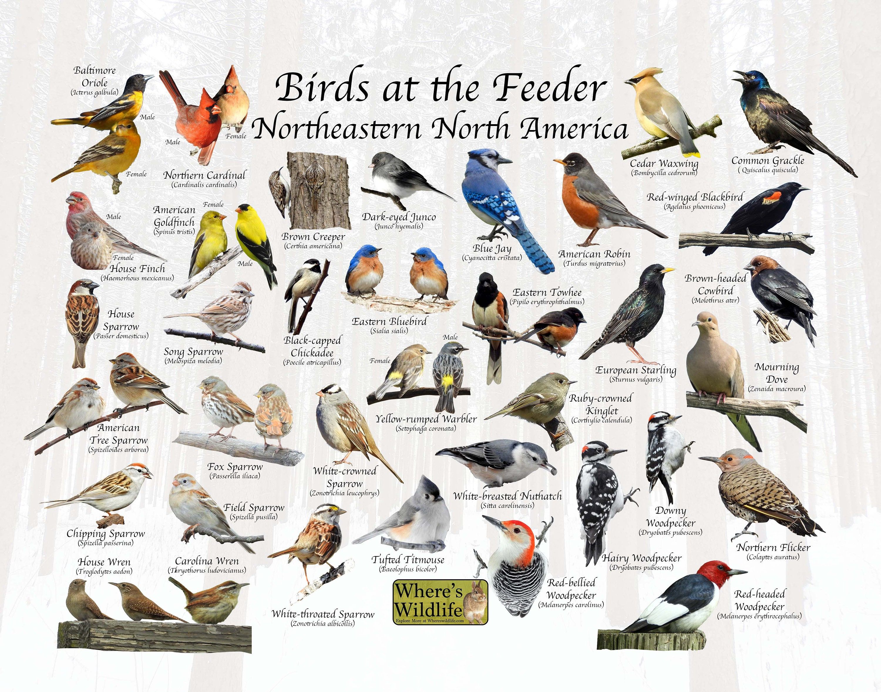 Will Wild Birds Eat Oats In The Winter? A Backyard Guide