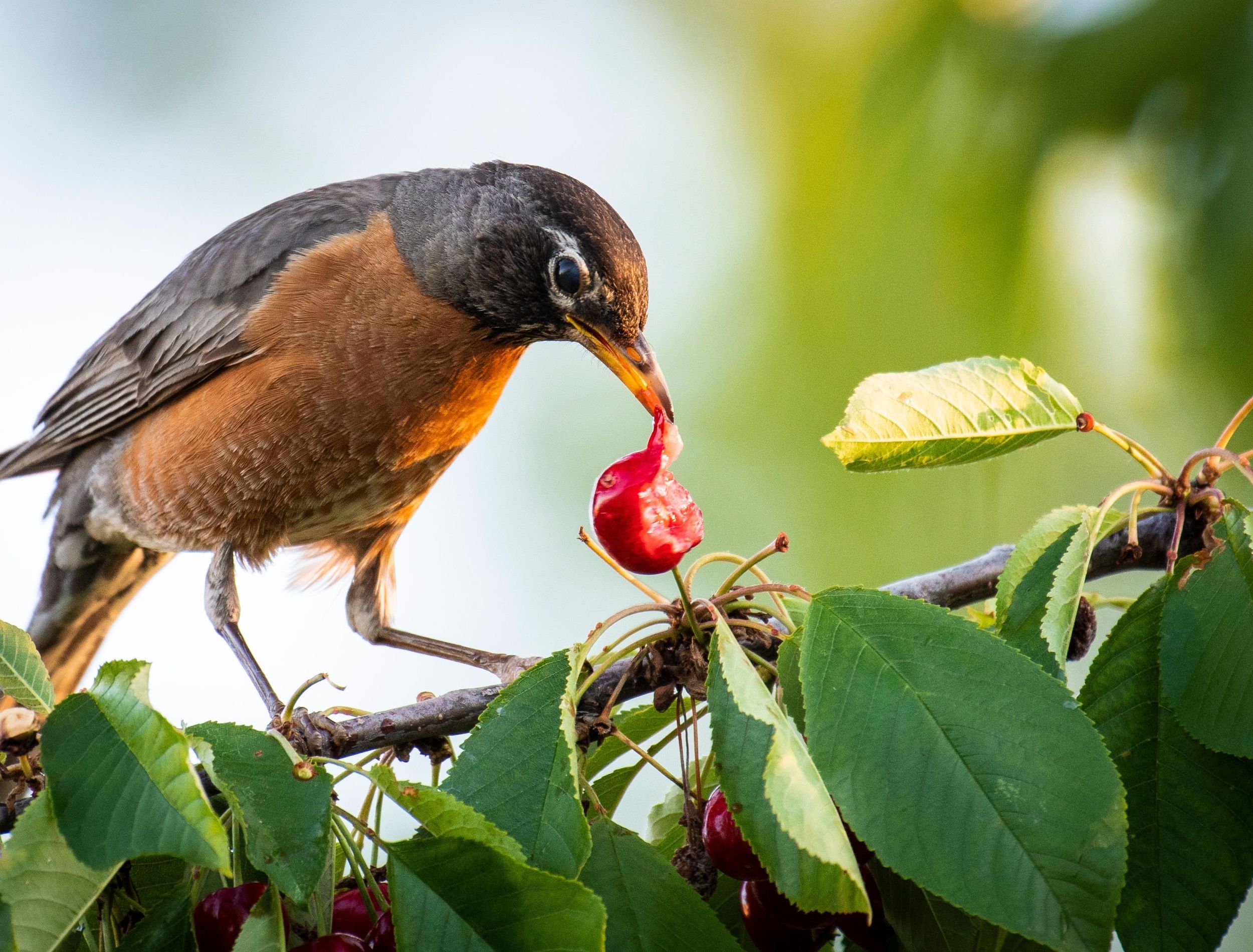 Which Birds Eat The Most Ticks And Keep Your Yard Safe?