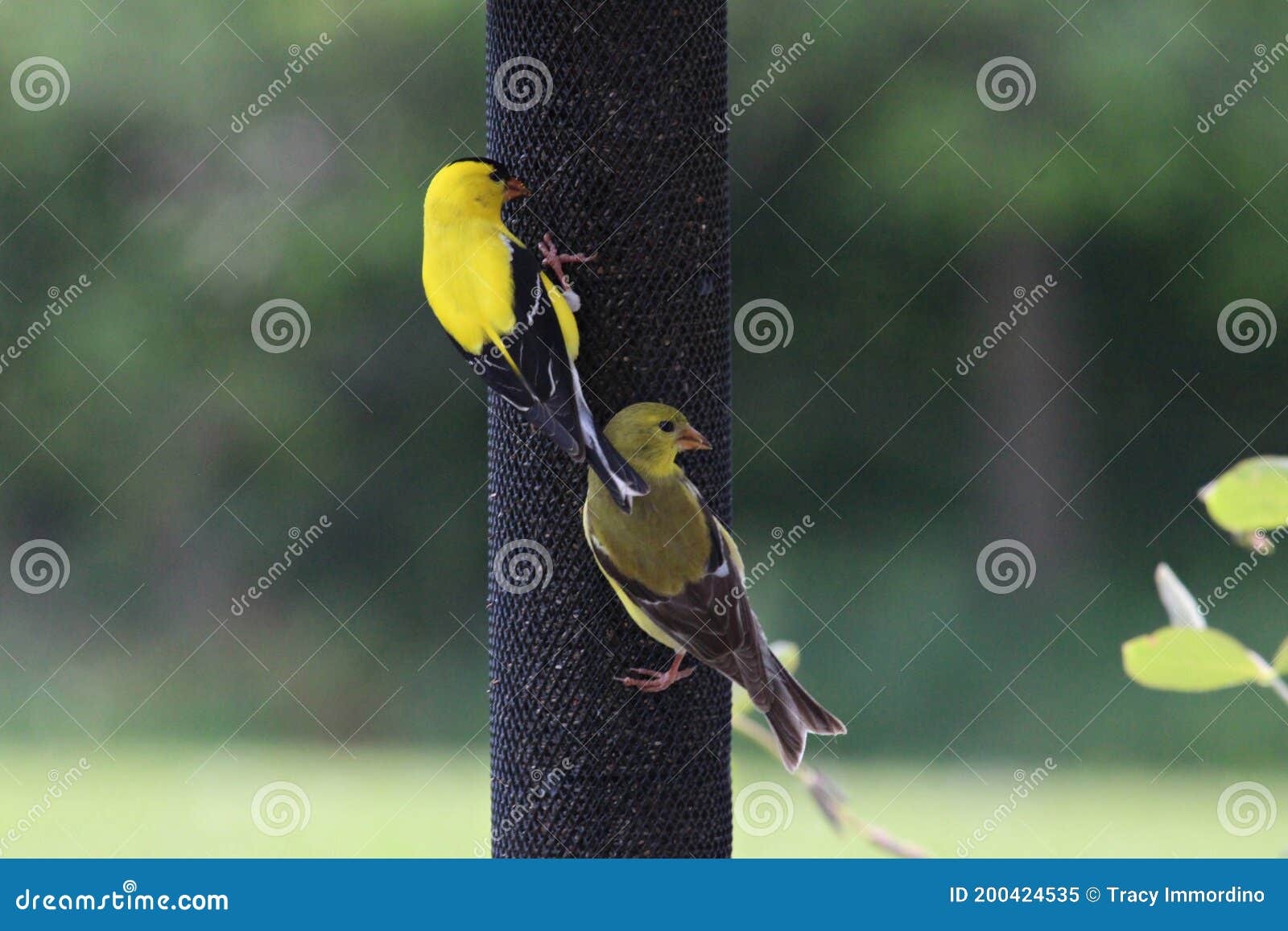 Which Backyard Birds Eat Thistle Seed?