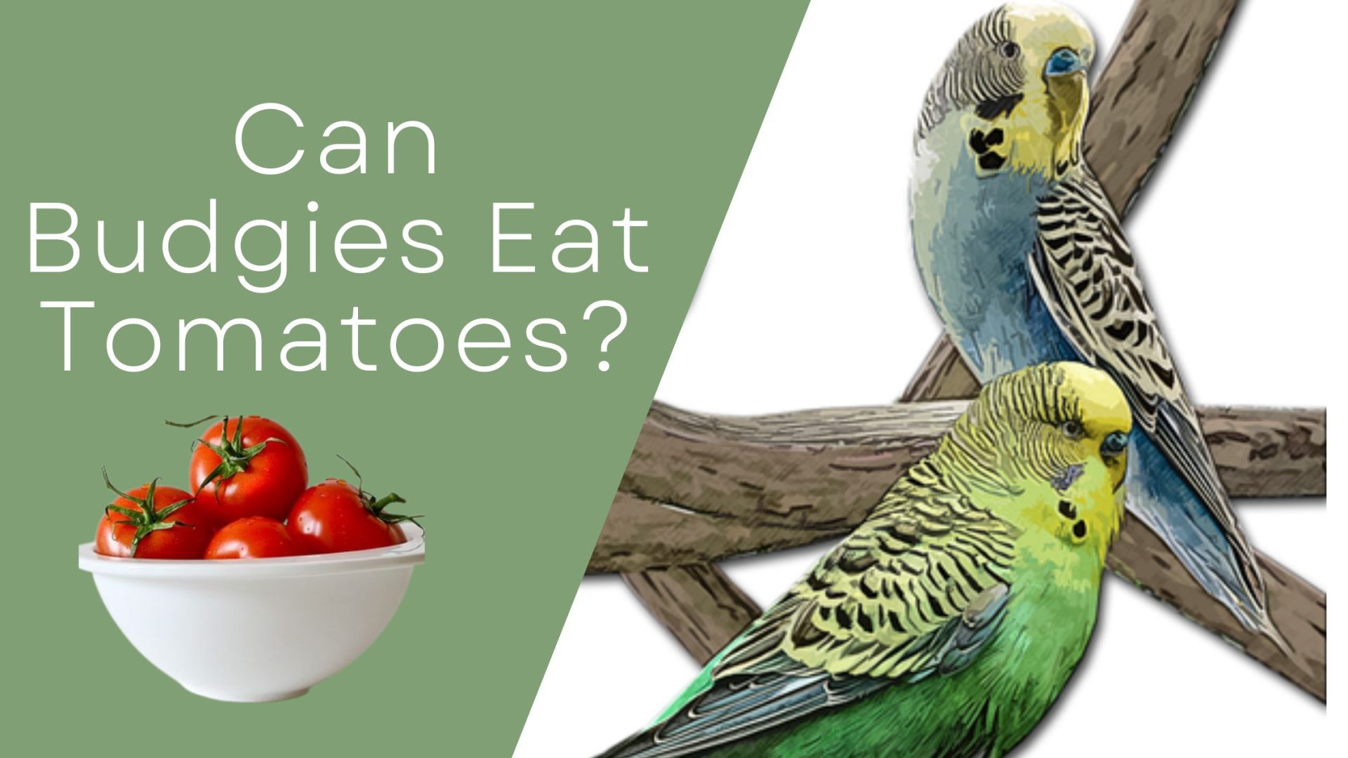 Which Australian Birds Eat Tomatoes And How To Stop Them