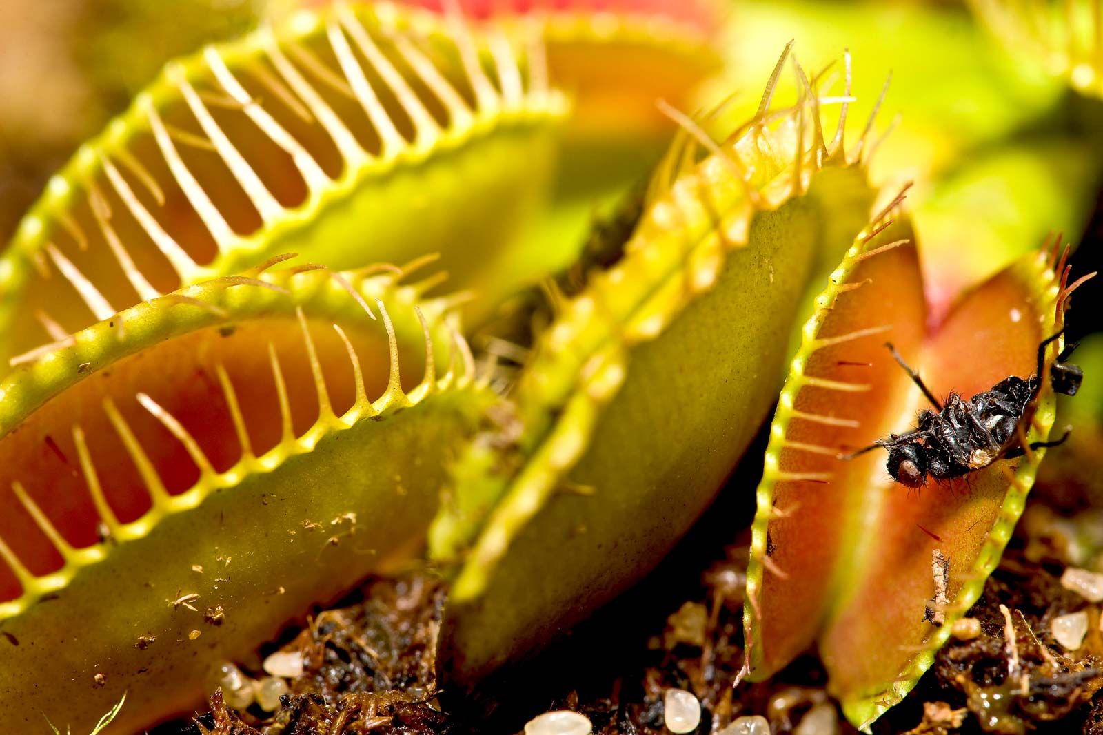 Do Birds Eat Venus Fly Traps? The Surprising Truth Revealed
