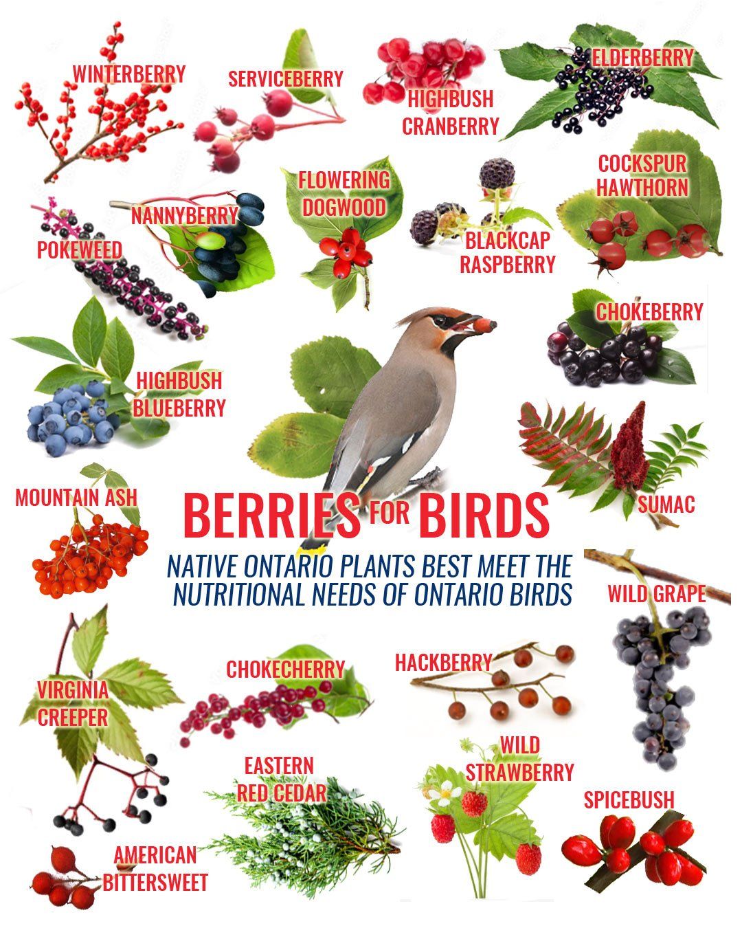 Which Birds Eat Virginia Creeper Berries? A Gardener's Guide