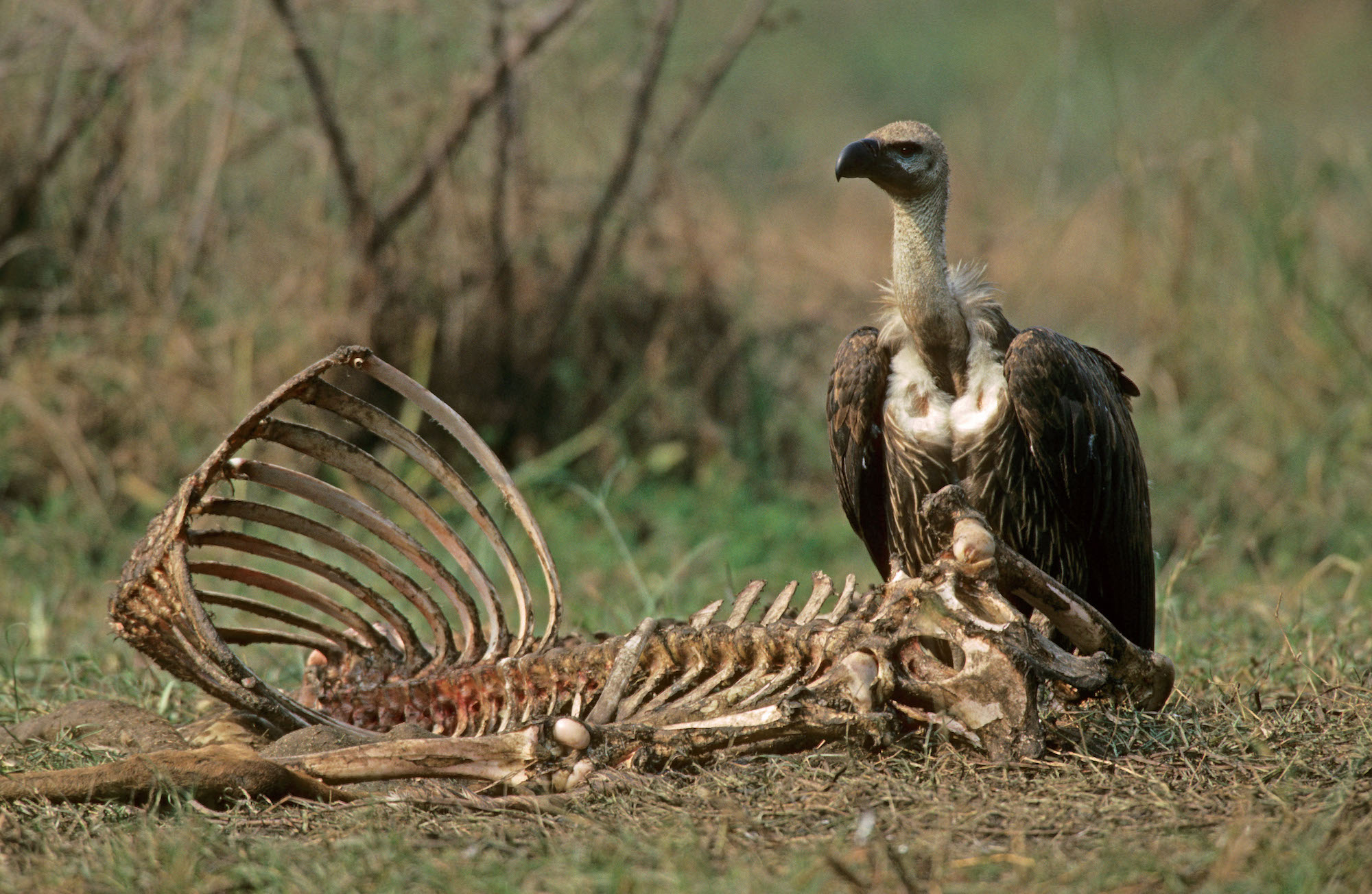 What Birds Eat Vultures? Debunking Scavenger Myths