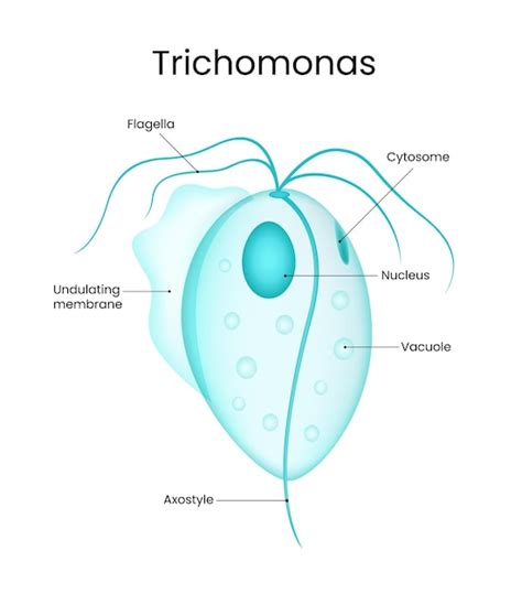 What Cures Trichomonas