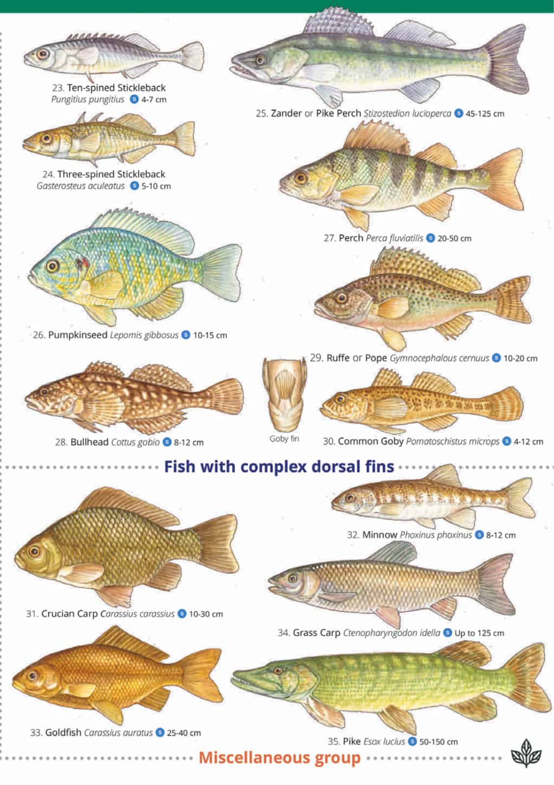 What Do Fish Eat In The River: A Guide To Natural Diet