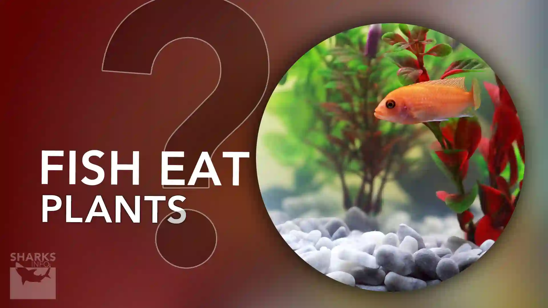 What Do Fish Eat? A Kidfriendly Guide To Aquatic Diets