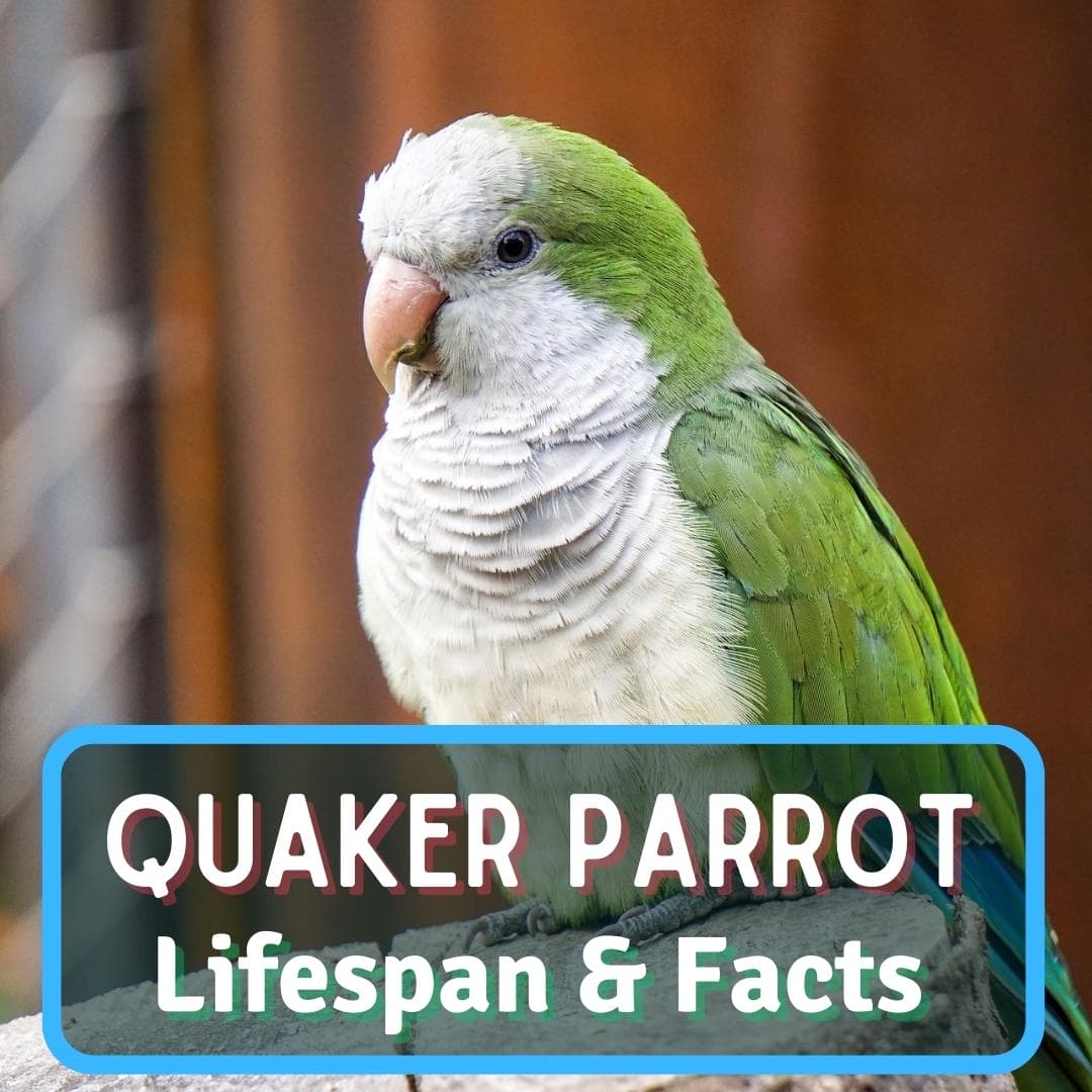 What Do Quaker Birds Eat? A Complete Nutritional Guide