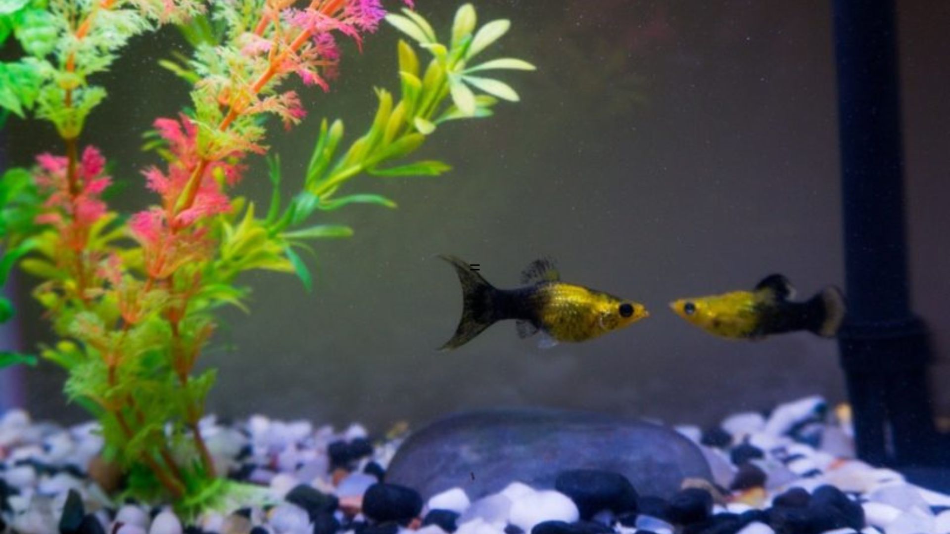 What Do Xray Fish Eat? A Complete Feeding Guide