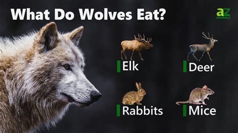 What Does Do Wolves Eat
