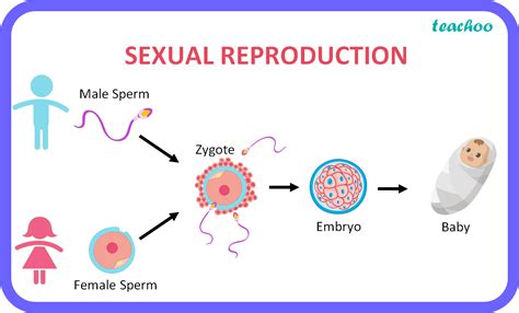 What Does Reproduction Mean