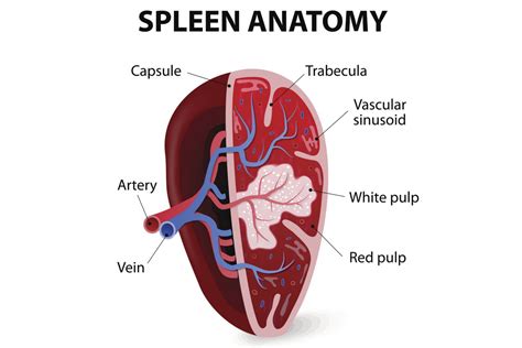 What Does Spleen Do