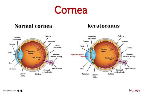 What Does The Cornea Do