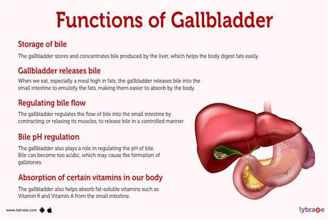 What Does The Gallbladder Do