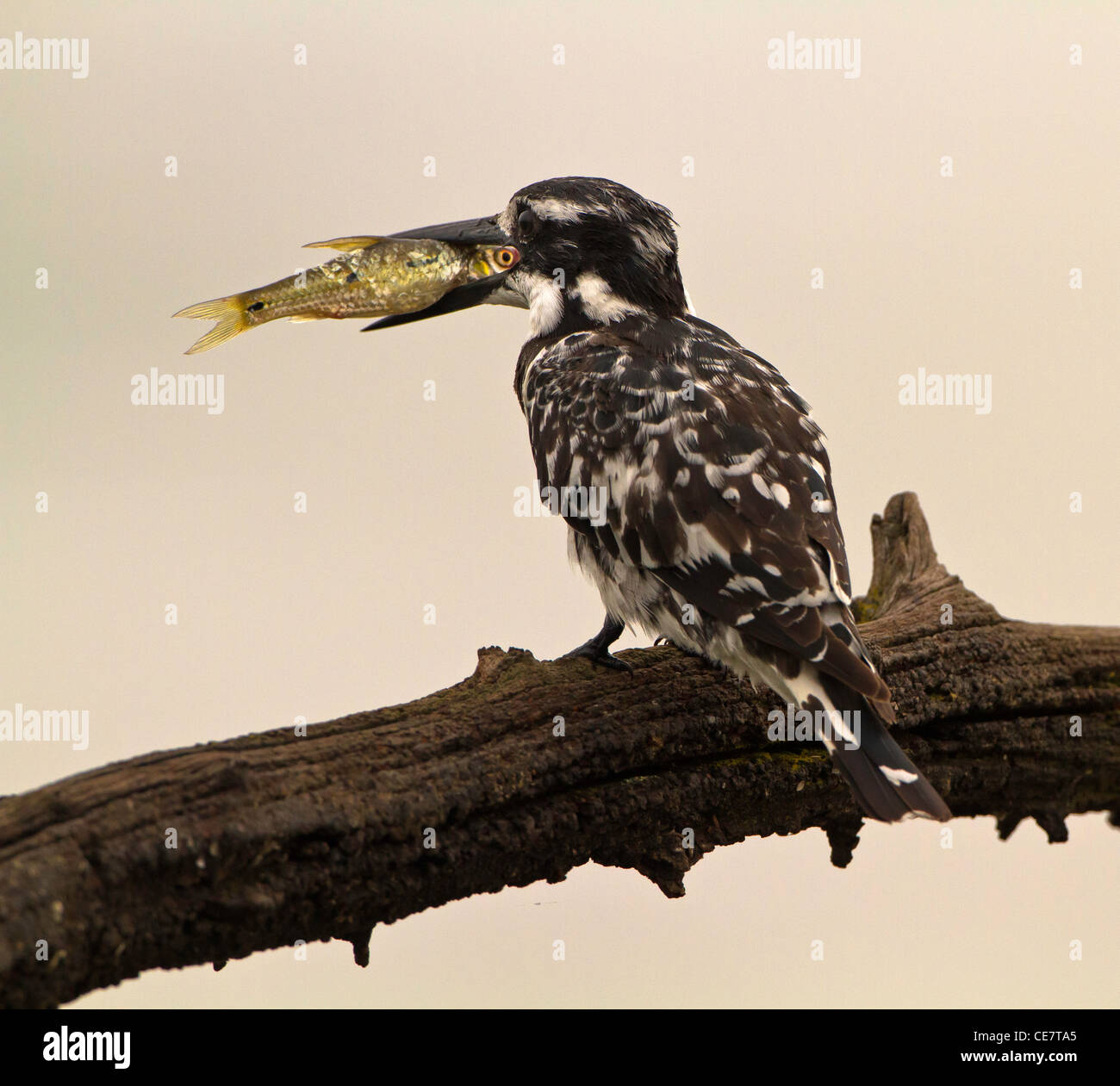What Fish Do Kingfishers Eat? A Guide To Their Natural Diet