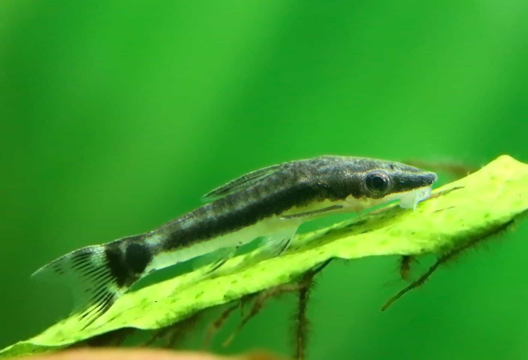 The Best Fish That Eat Algae Off Your Glass