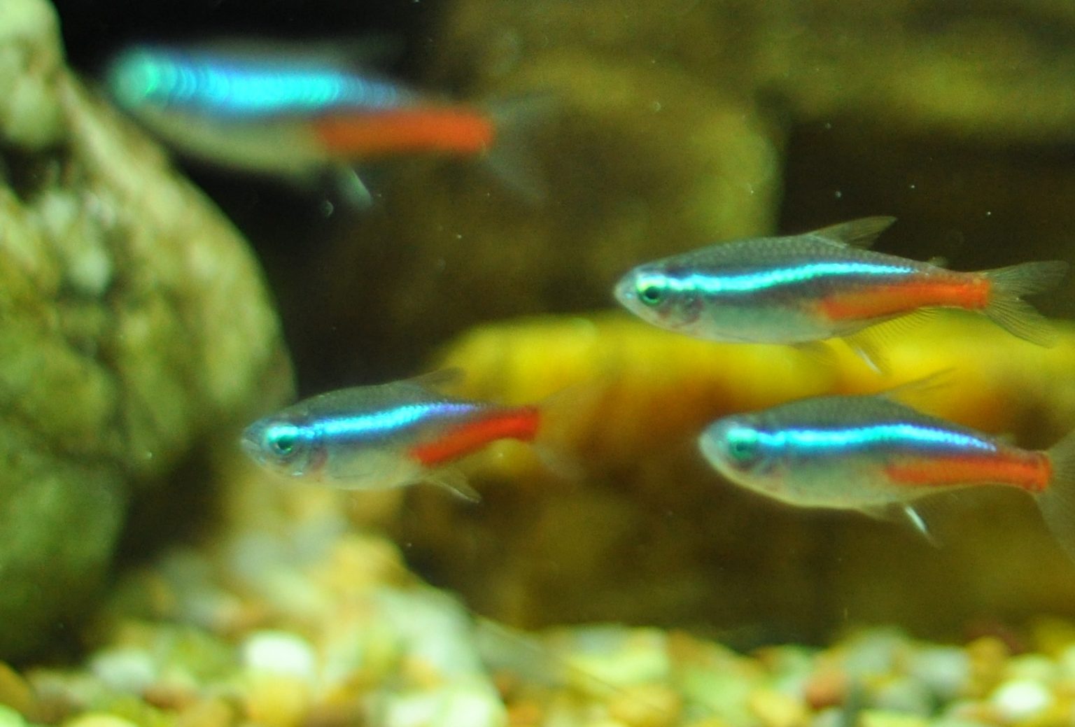 Which Fish Eat Bloodworms? A Guide For Tropical Tank Owners