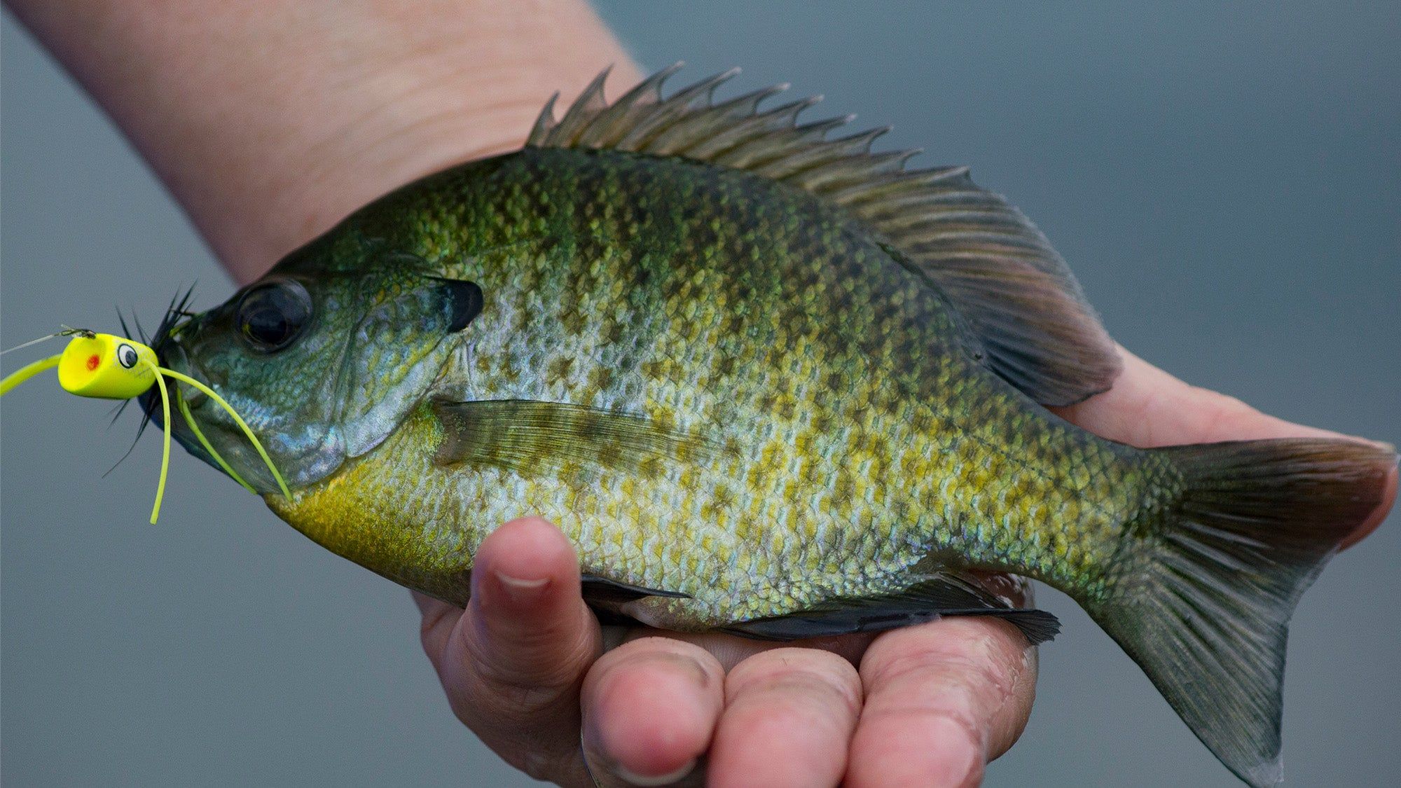 What Fish Eat Bluegill? The Complete Predator Guide