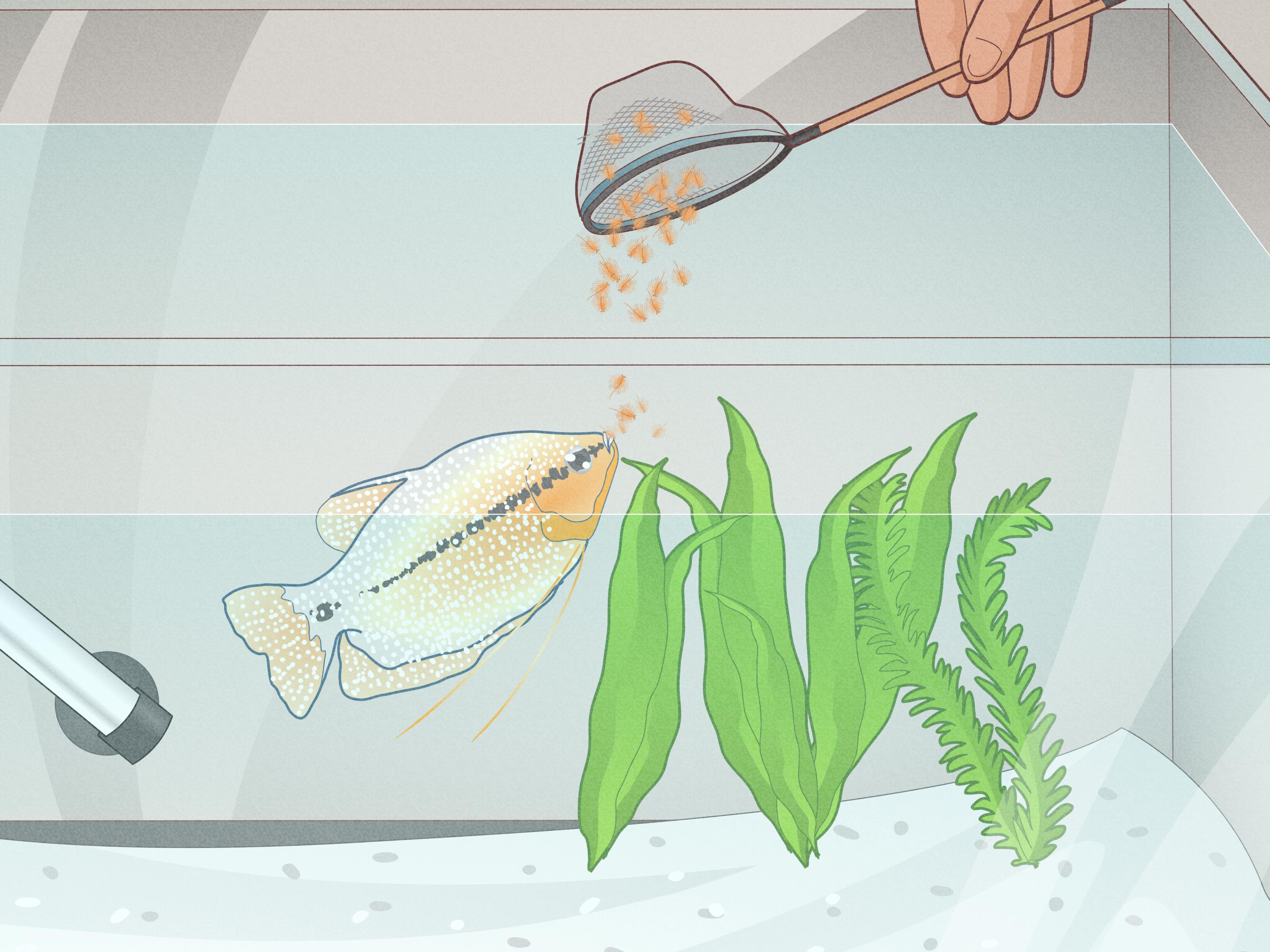 What Fish Eat Brine Shrimp? A Guide For Aquarium Enthusiasts