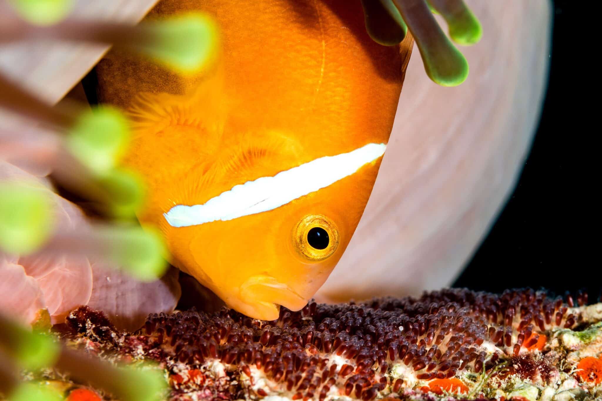 What Fish Eat Clownfish? A Guide To Reef Predators