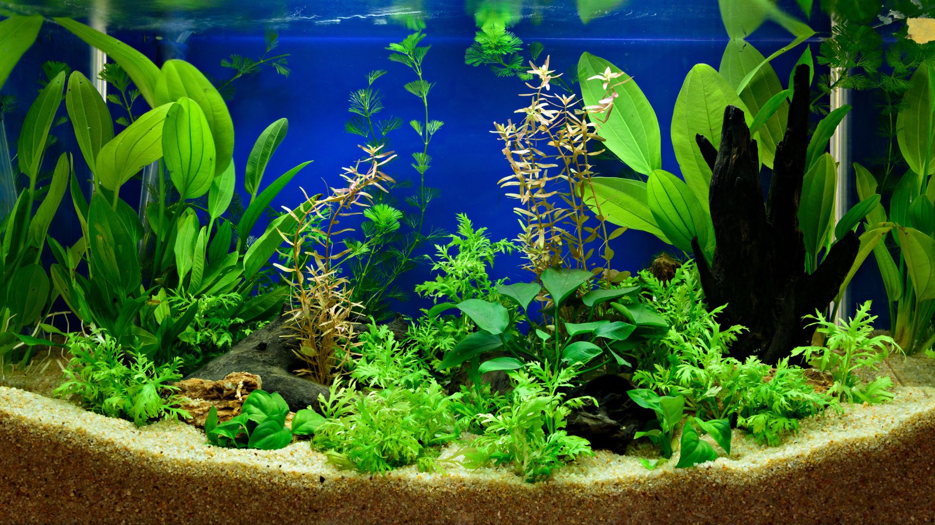 What Fish Eat Dead Plants? The Best Cleanup Crew For Your Tank