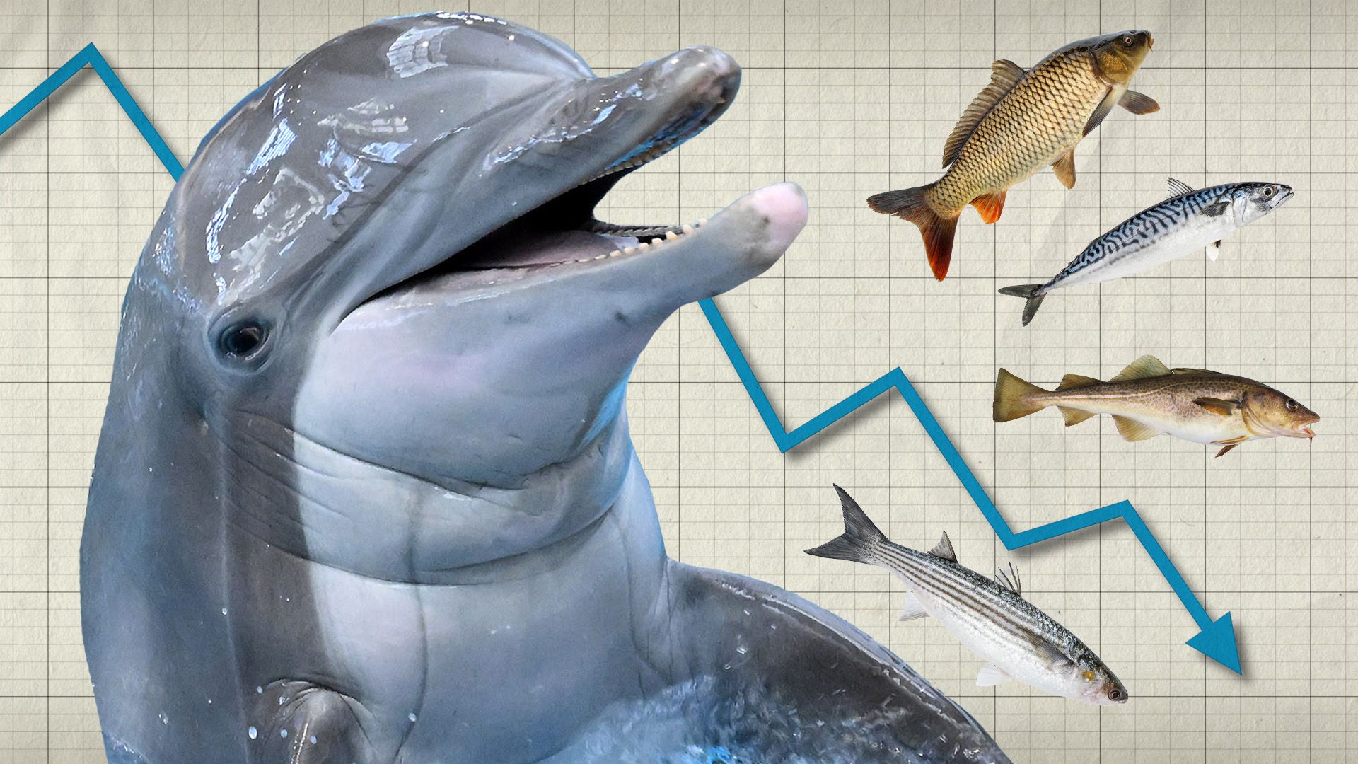 What Fish Eat Dolphins: Predator Facts You Need To Know