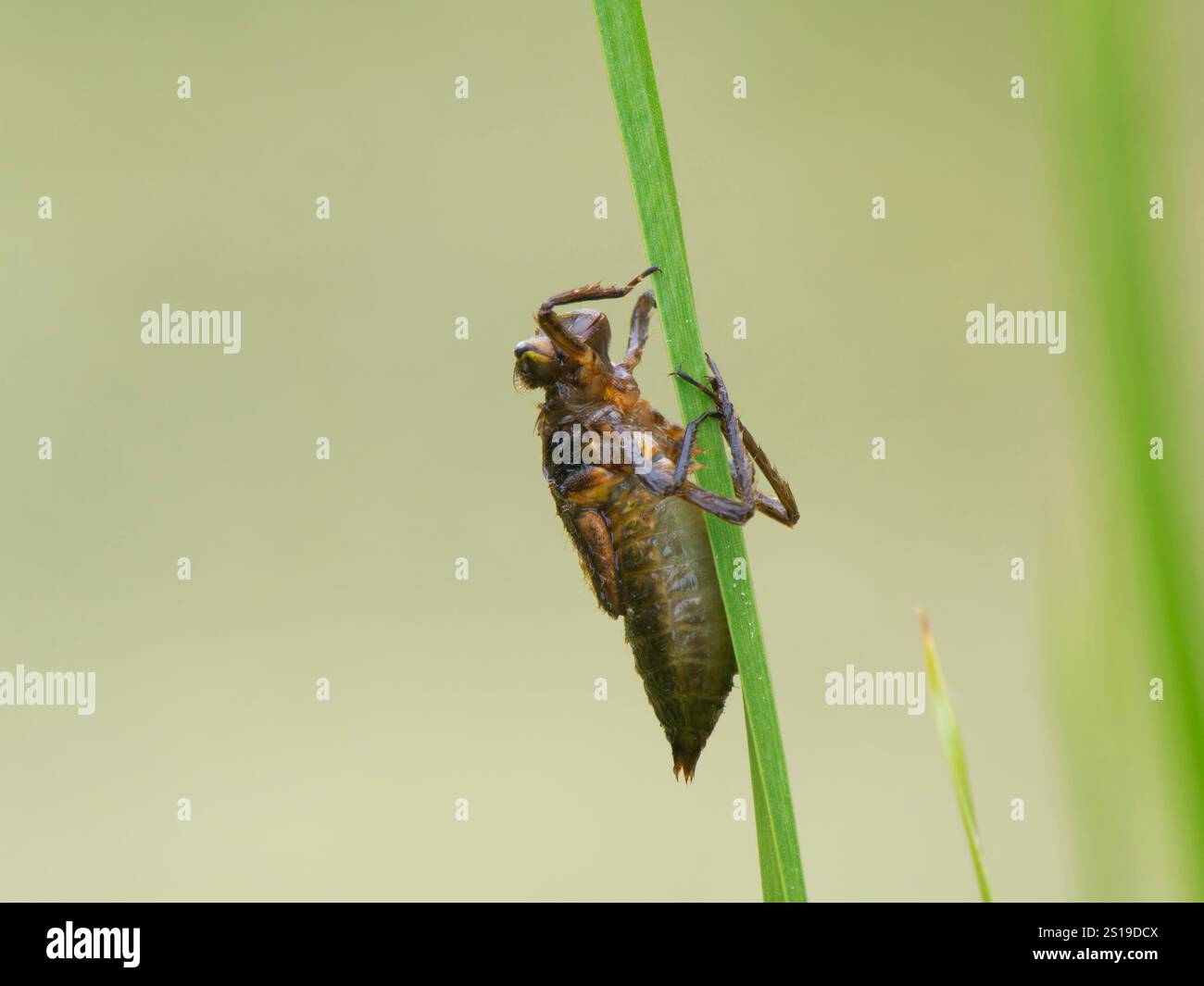 What Fish Eat Dragonfly Larvae In Your Garden Pond?