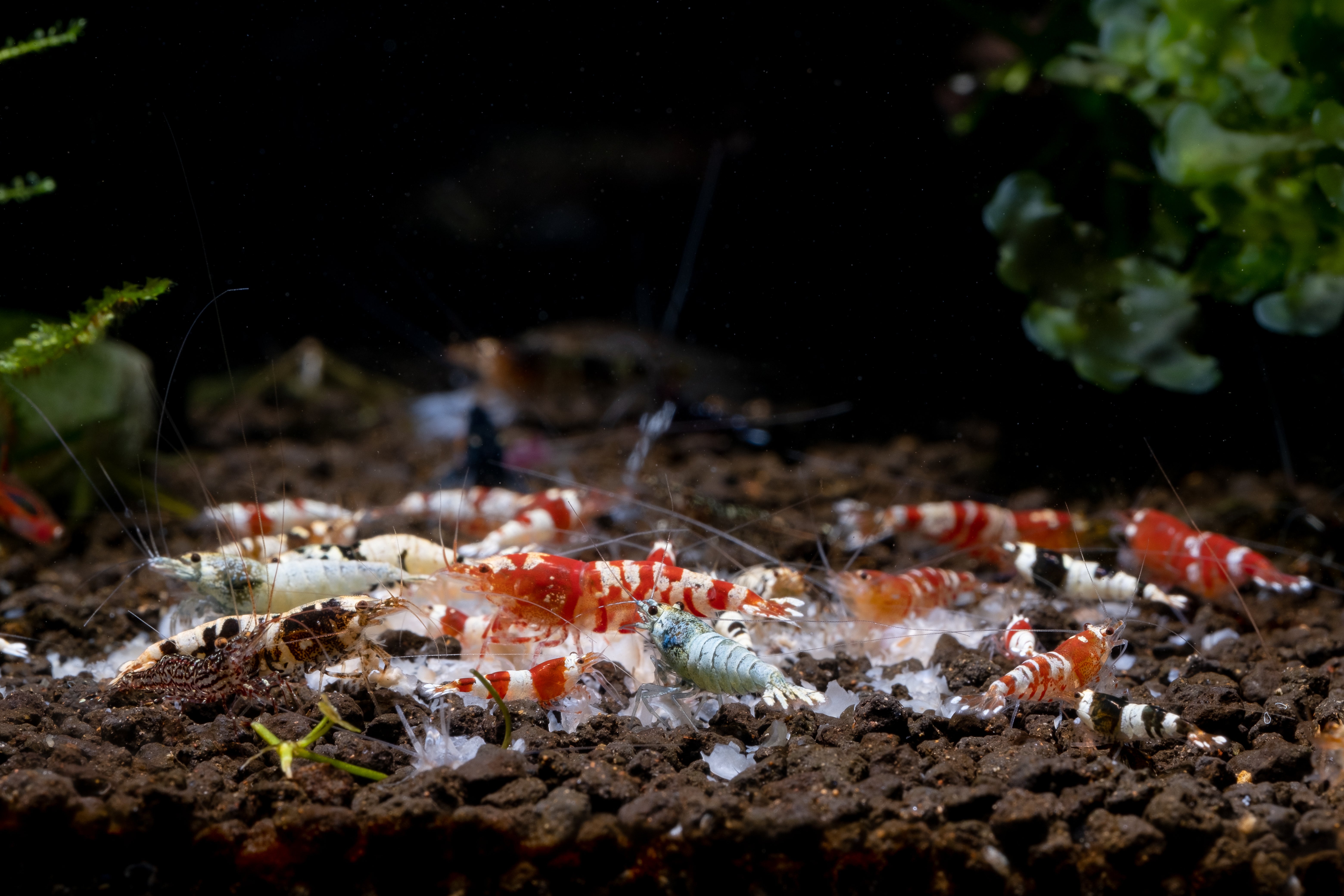 What Fish Eat Live Shrimp: A Guide For Aquarium Keepers