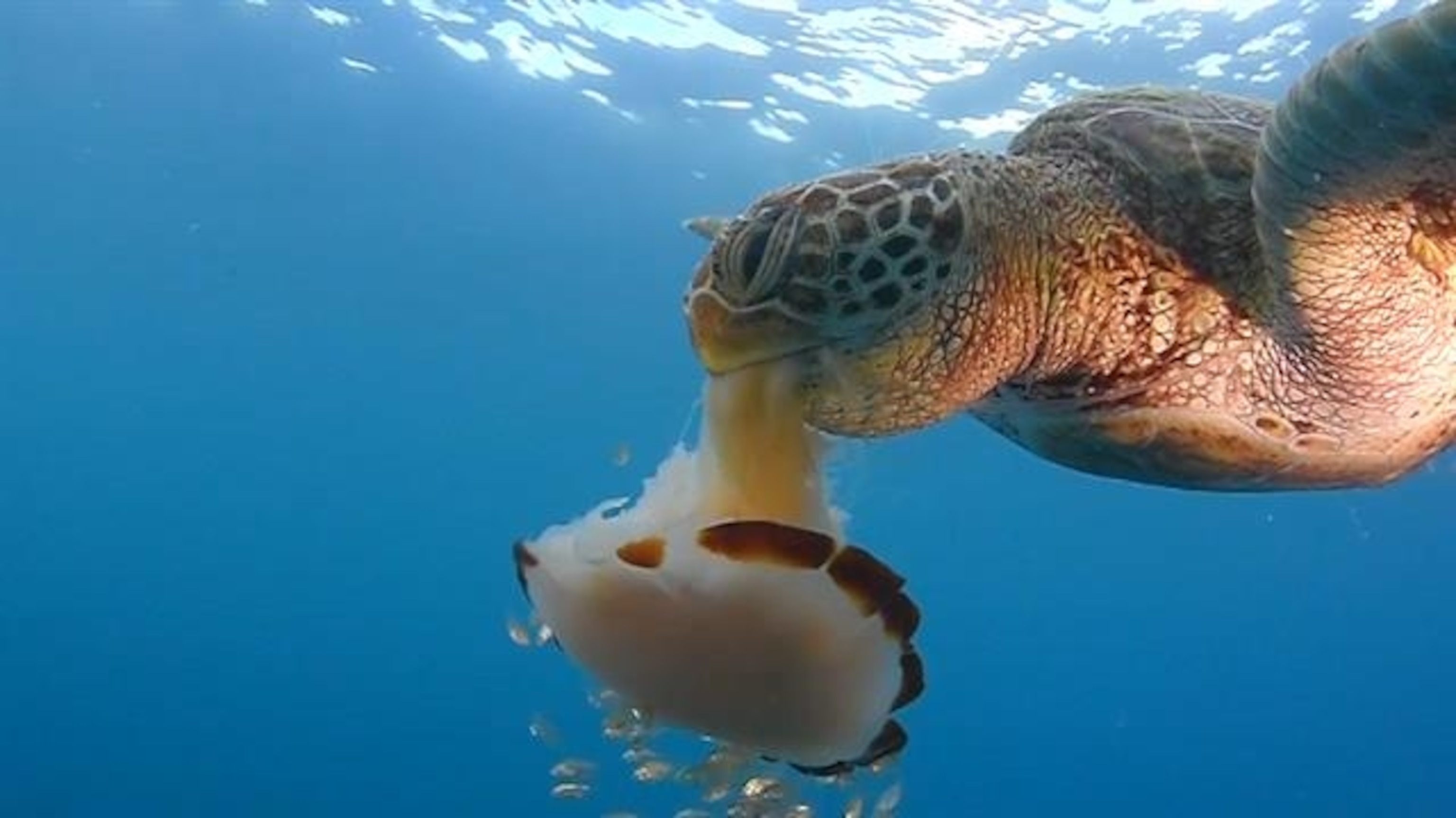 What Fish Eat Turtles: A Guide To Underwater Predator Risks