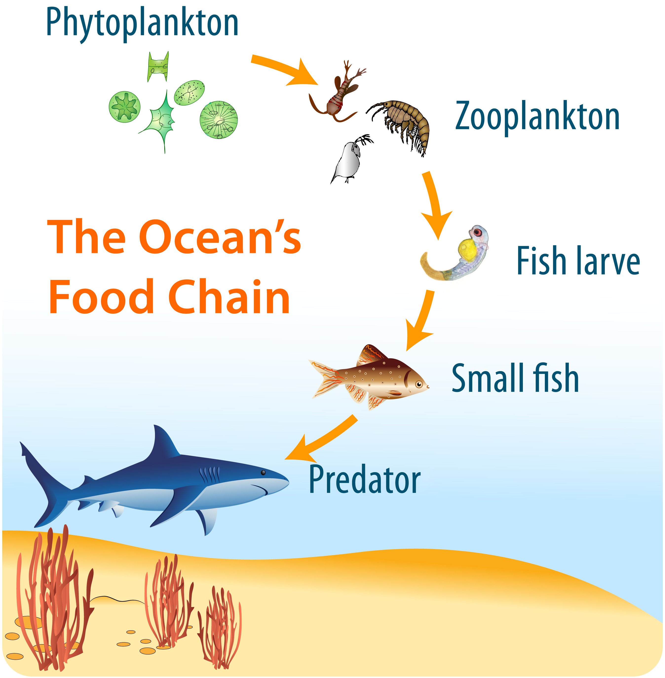 What Fish Eat Walleye? Understanding Predators In The Food Chain