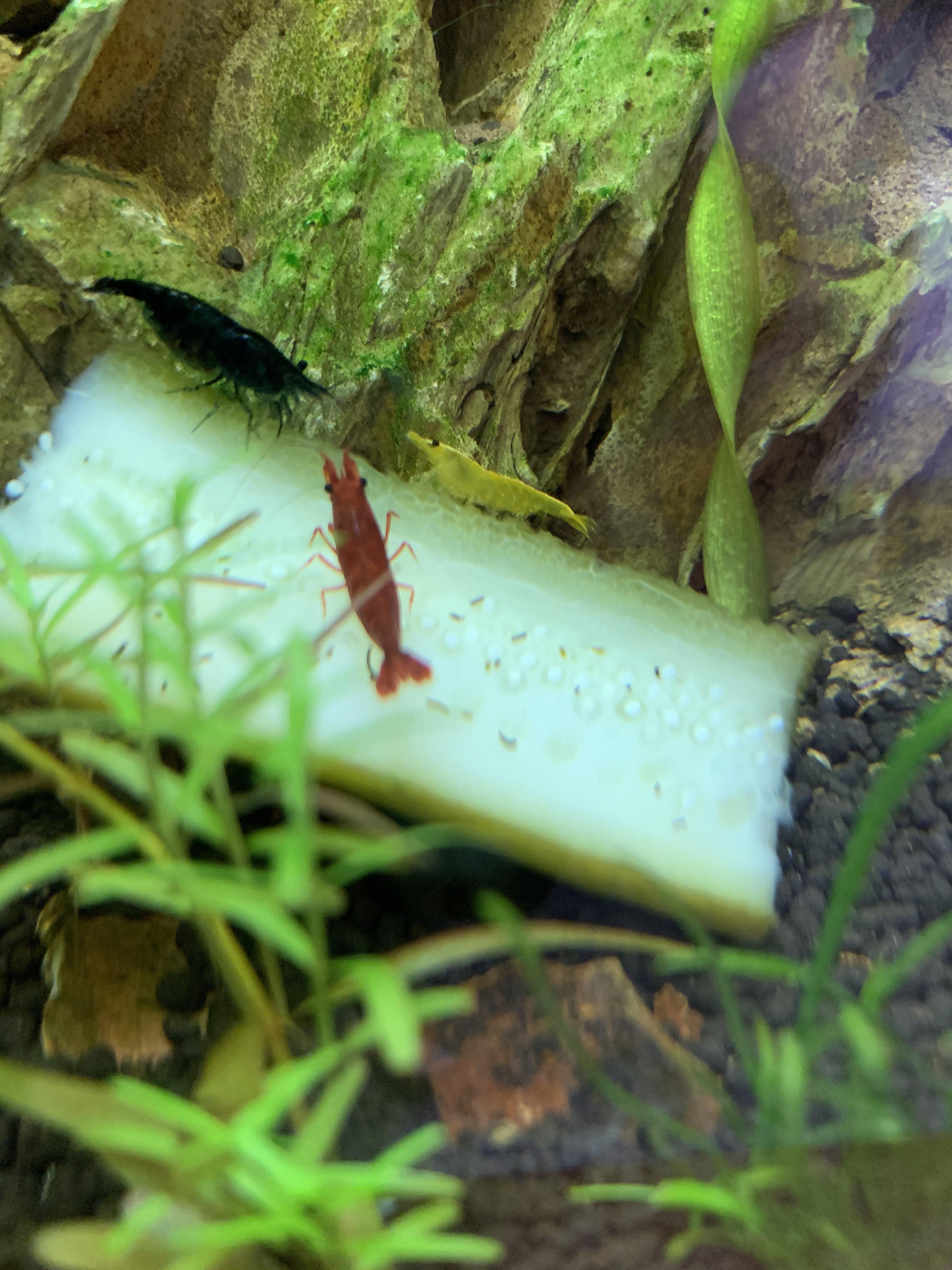 What Fish Eat Water Fleas? A Guide For Aquarium Keepers