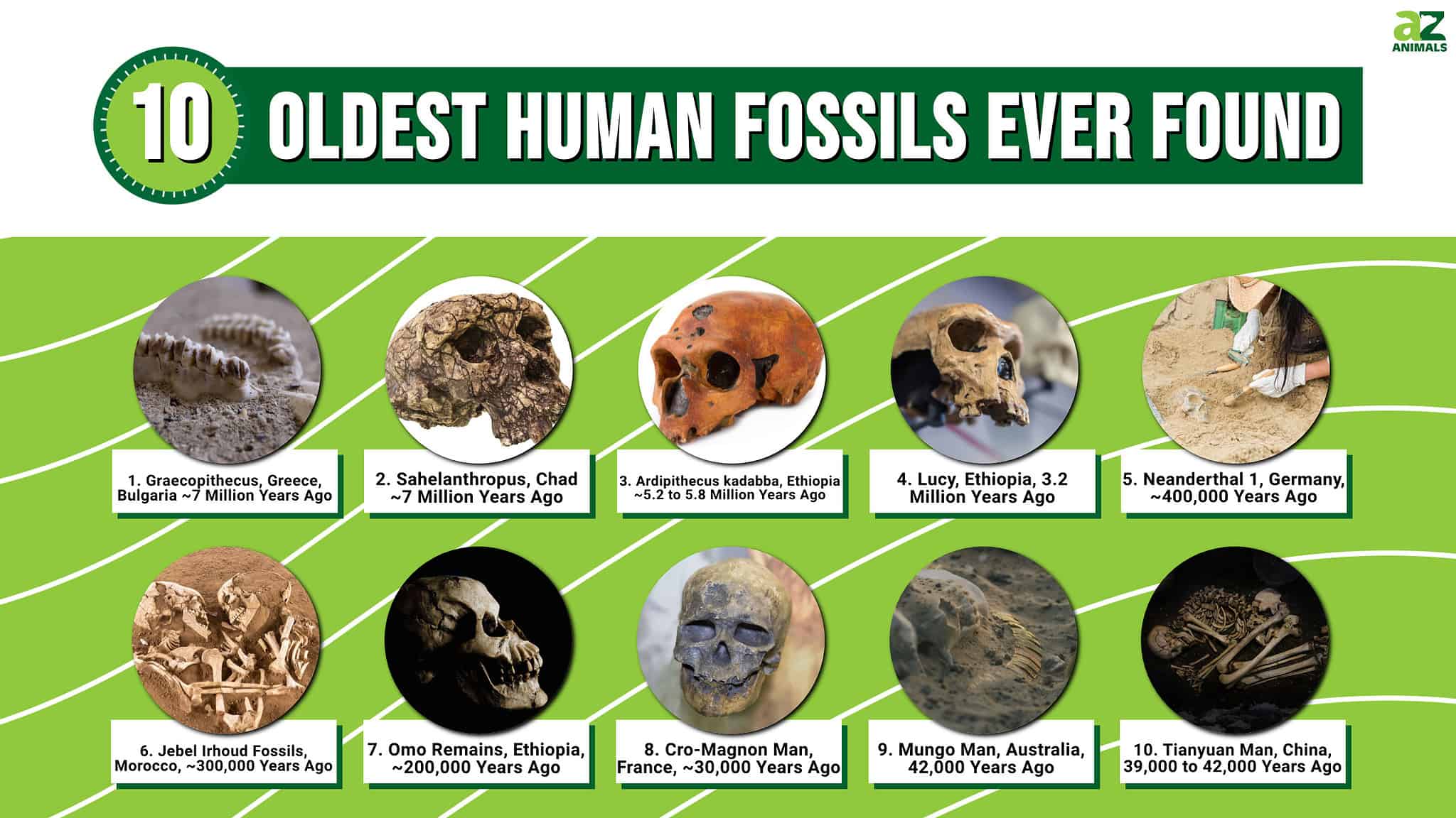 Unearthing The Past: What Fossil Was Found First?
