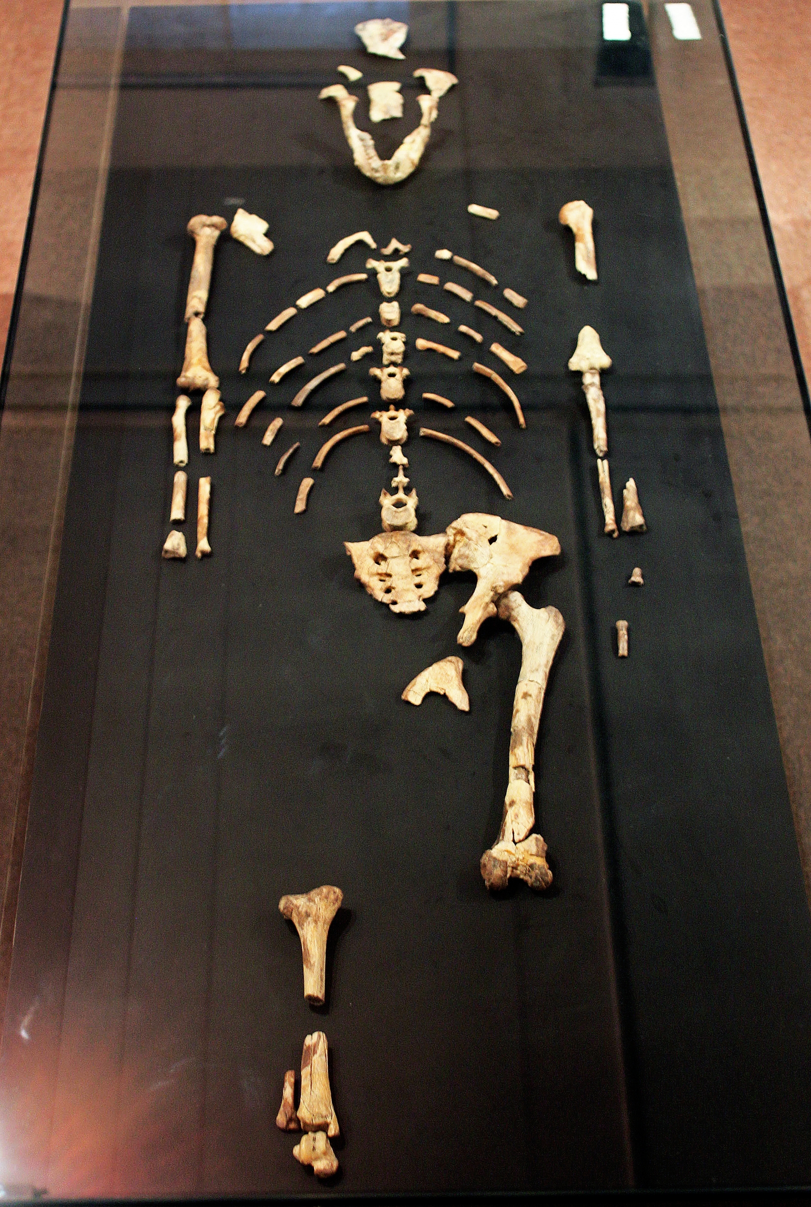 What Fossil Was Lucy? Understanding Our Famous Human Ancestor