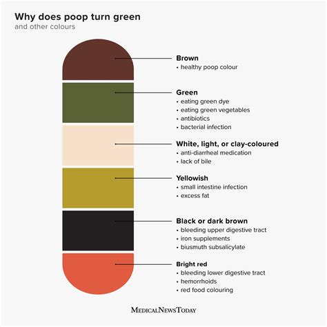 What Happens If My Poop Is Green
