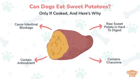 What Happens When Dogs Eat Sweet Potatoes