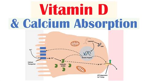 What Helps With Vitamin D Absorption