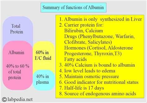 What Increases Albumin Levels