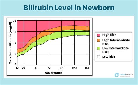 What Increases Bilirubin Levels