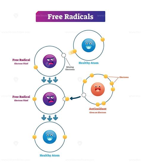 What Increases Free Radicals In The Body