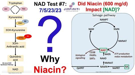 What Increases Nad