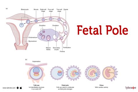 What Is A Fetal Pole