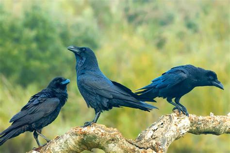 What Is A Group Of Crows Called