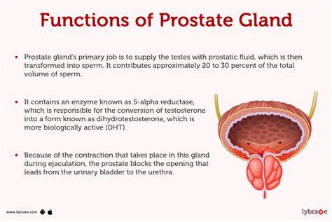 What Is A Prostate Function