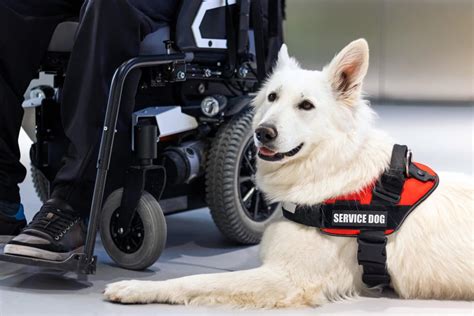 What Is A Service Dog