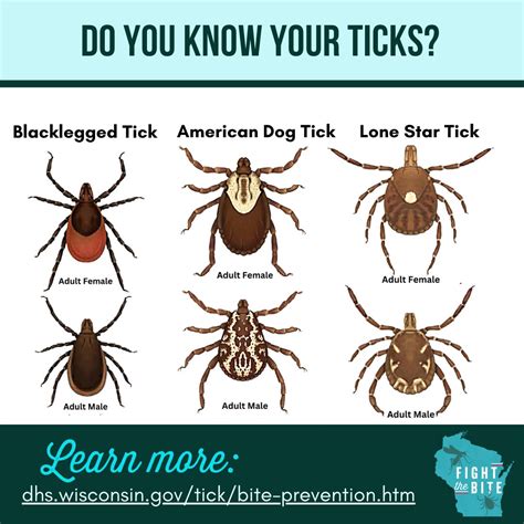 What Is A Tick