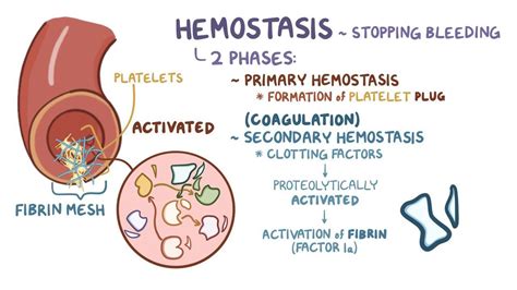 What Is Hemostasis