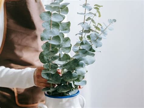 What Is The Smell Of Eucalyptus