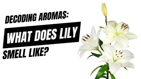 What Is The Smell Of Lily
